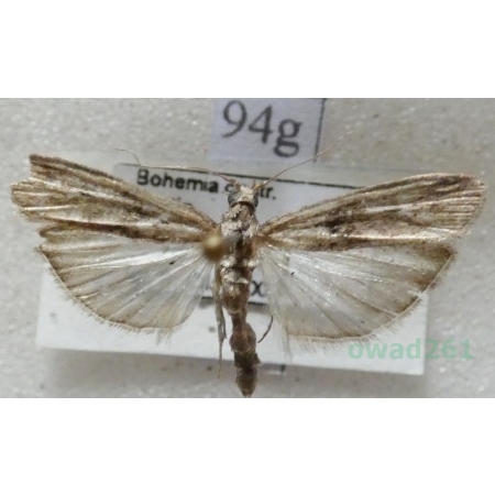 Nephopterix angustella (Hübner, 1796) Czech94g